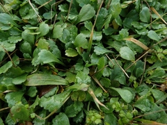 Brachyscome radicata