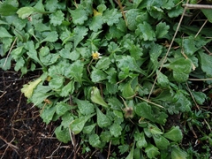 Brachyscome radicata