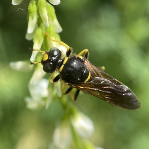 Sanborn's Beewolf photo 5