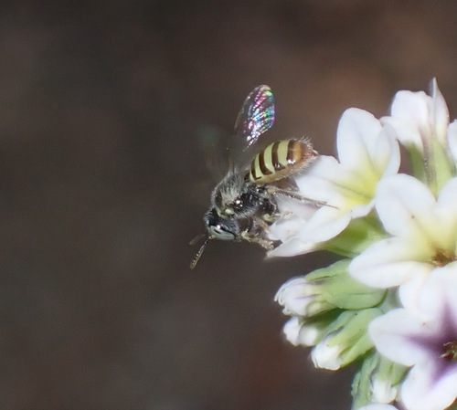 iNaturalist observation photo of Heliotrope Fairy Bee