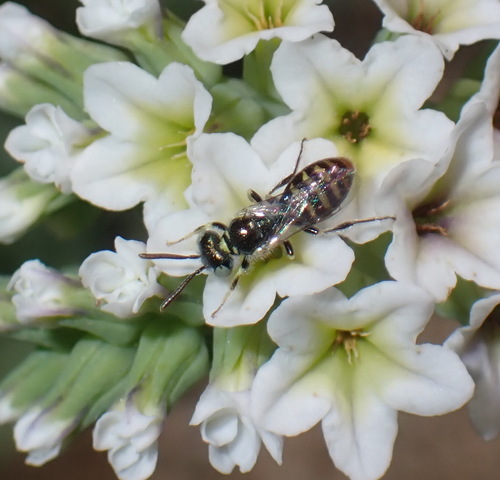 iNaturalist observation photo of Heliotrope Fairy Bee