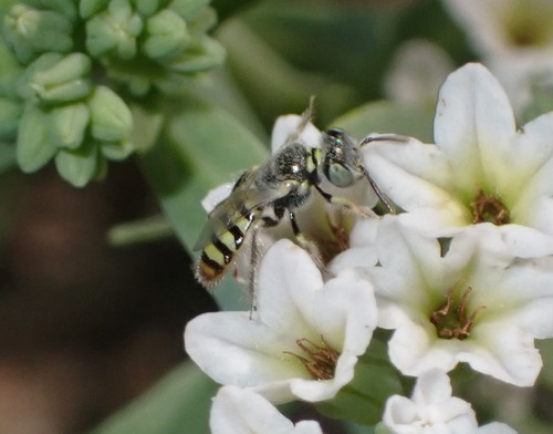 iNaturalist observation photo of Heliotrope Fairy Bee