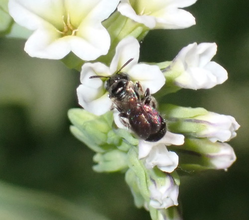 iNaturalist observation photo of Arizona Small carpenter