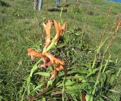 Watsonia bachmannii