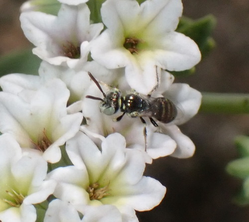 iNaturalist observation photo of Heliotrope Fairy Bee