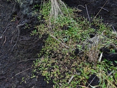 Acaena microphylla pauciglochidiata