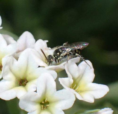 iNaturalist observation photo of Heliotrope Fairy Bee