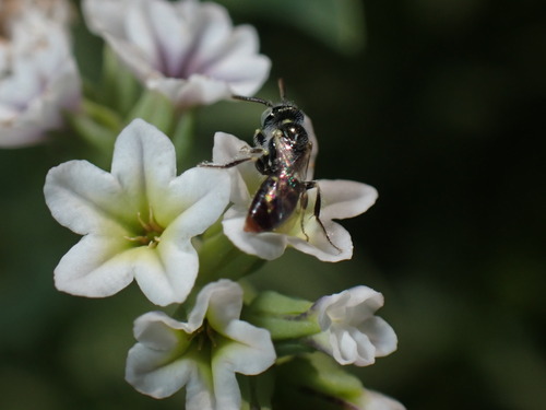 iNaturalist observation photo of Heliotrope Fairy Bee