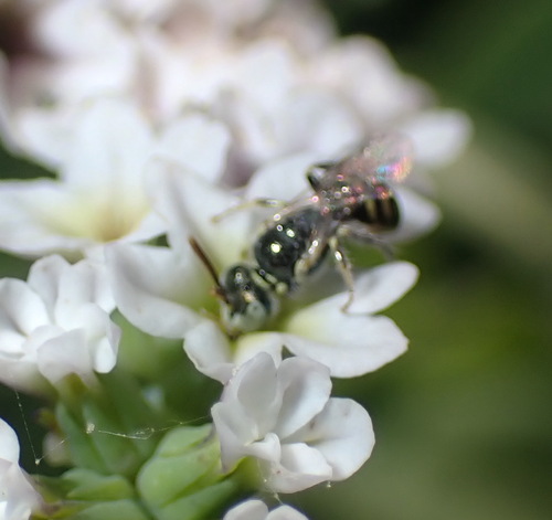 iNaturalist observation photo of Heliotrope Fairy Bee
