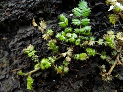 Acaena microphylla pauciglochidiata