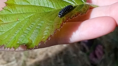 Zelotherses paleana