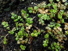 Acaena microphylla pauciglochidiata