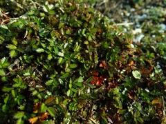 Acaena microphylla pauciglochidiata