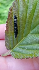 Zelotherses paleana