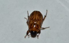 Cyclocephala lunulata