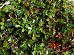 Acaena microphylla pauciglochidiata