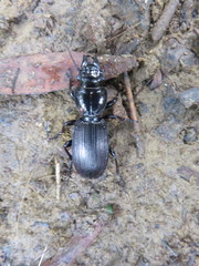 Mecodema spiniferum