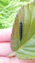 Zelotherses paleana