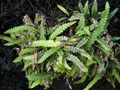 Blechnum blechnoides