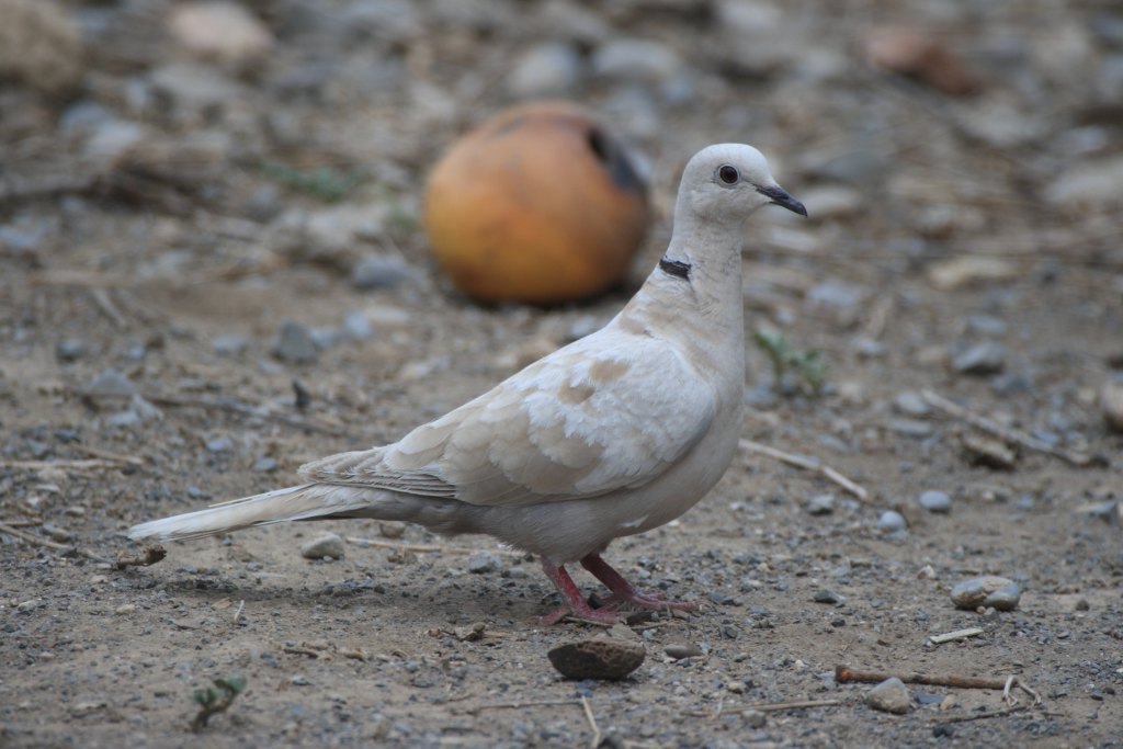 African Collared Dove
