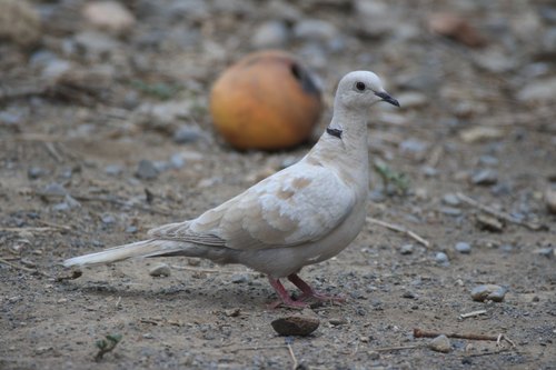 African Collared Dove