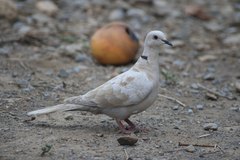 Streptopelia roseogrisea