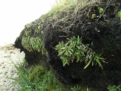Blechnum blechnoides