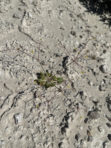 Image of Eriogonum contiguum by (c) Matt Berger, some rights reserved (CC BY)