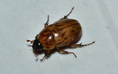Cyclocephala lunulata