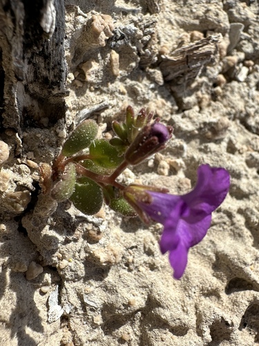 Image of Phacelia pulchella by (c) Matt Berger, some rights reserved (CC BY)