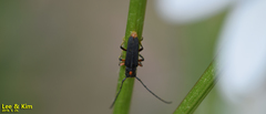 Phytoecia rufiventris