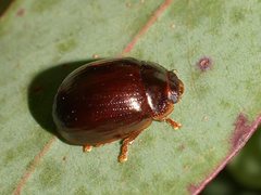 Paropsisterna rufipes