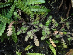 Leptinella