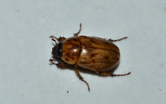 Cyclocephala lunulata