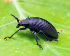 Borneocamaria laticornis