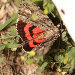 Catocala coccinata