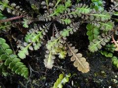 Leptinella