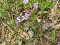 Rostratae