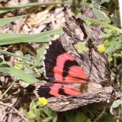 Catocala coccinata