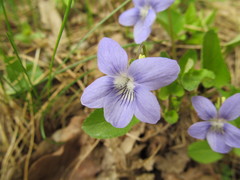 Rostratae