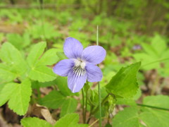 Rostratae
