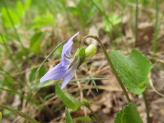 Rostratae
