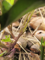 Rostratae