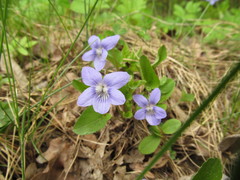 Rostratae