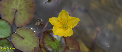 Nymphoides peltata