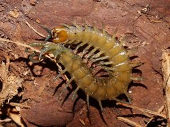 Cormocephalus esulcatus