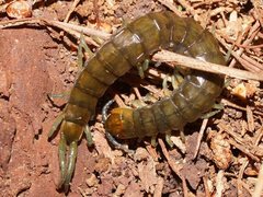 Cormocephalus esulcatus