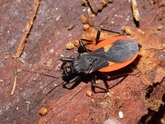 Archilestidium cinnabarinum