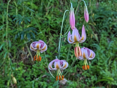 Kellogg's lily