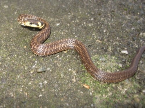 Aesculapian Snake